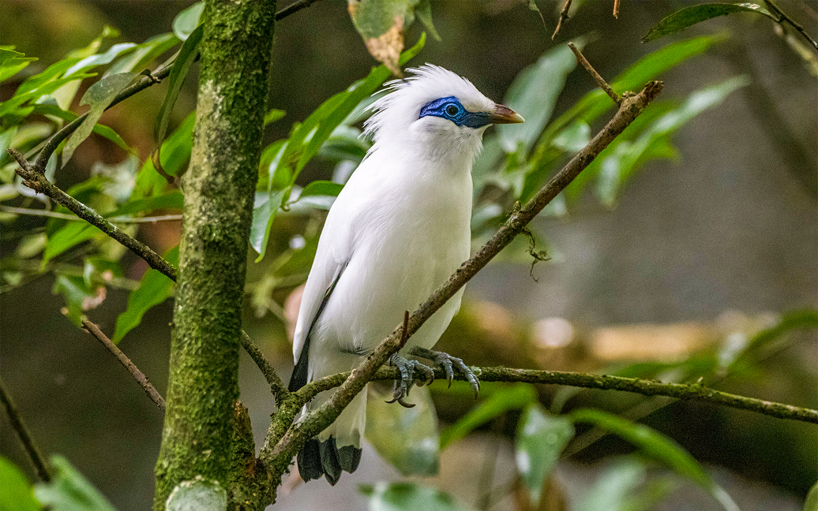 Bali Bird Park Tickets with Hotel Transfers in Bali - Activities | TickYourList