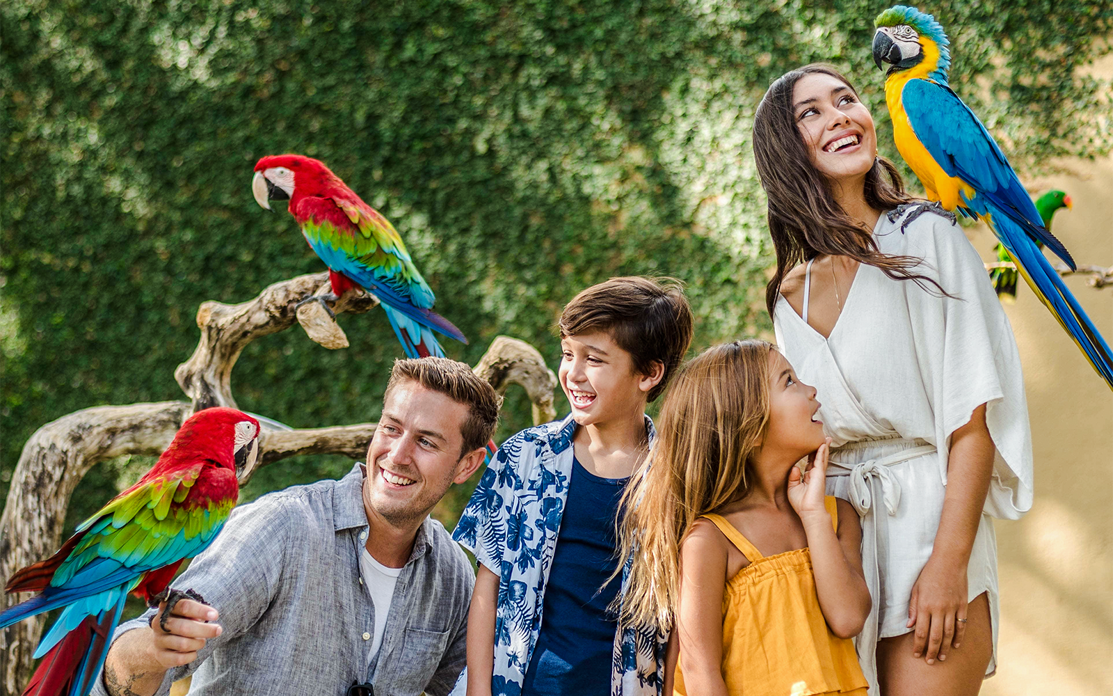 Bali Bird Park Tickets with Tea Time & Hotel Transfers in Bali - Highlights | TickYourList