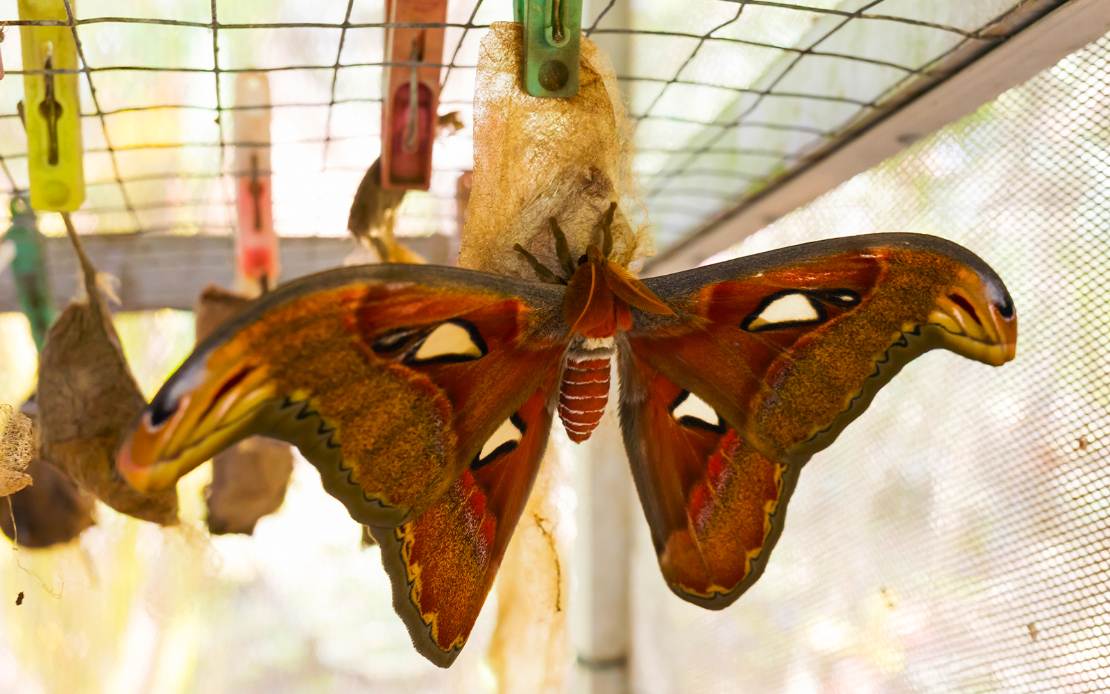 Bali Butterfly Park Tabanan Tickets in Bali - Highlights | TickYourList