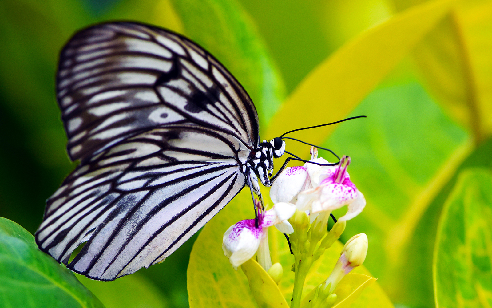 Bali Butterfly Park Tabanan Tickets in Bali - Features | TickYourList
