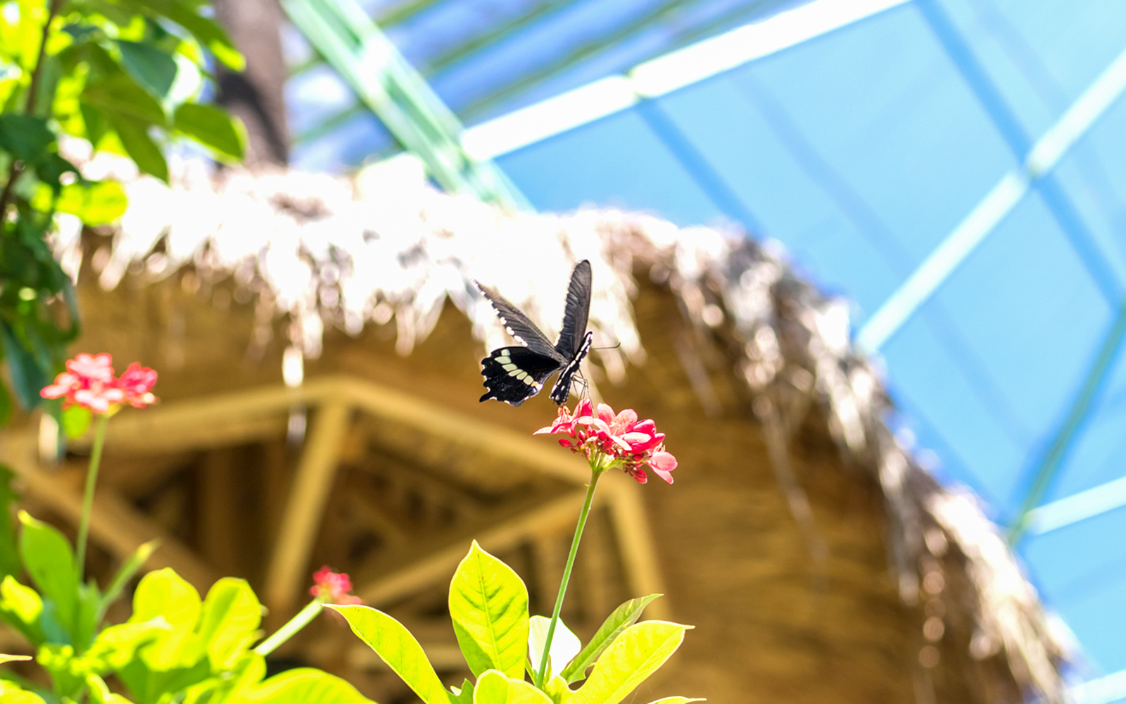 Kemenuh Butterfly Park Tickets in Bali in Bali - Activities | TickYourList
