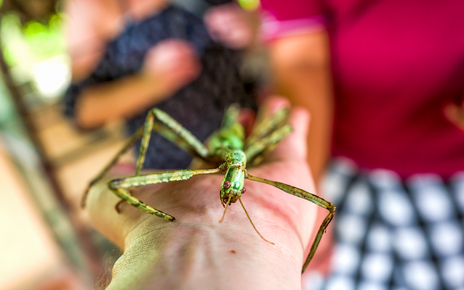 Kemenuh Butterfly Park Tickets in Bali in Bali - Highlights | TickYourList