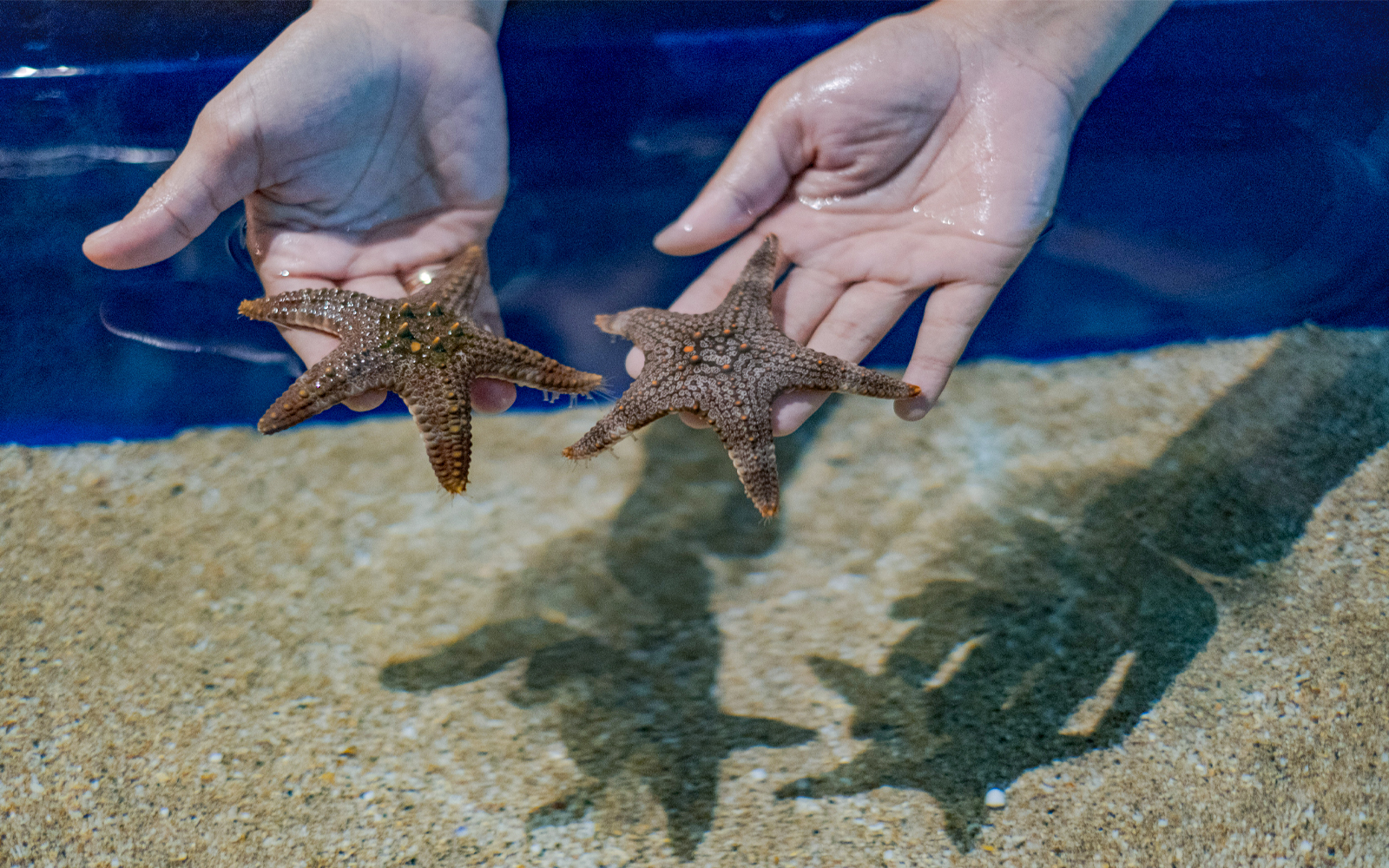 Marine Safari Bali Tickets in Bali - Attractions | TickYourList