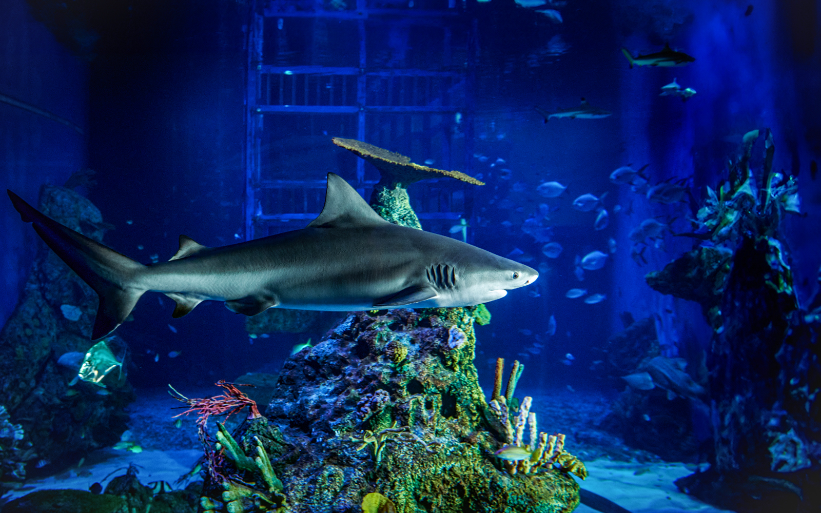 Marine Safari Bali Tickets in Bali - Activities | TickYourList