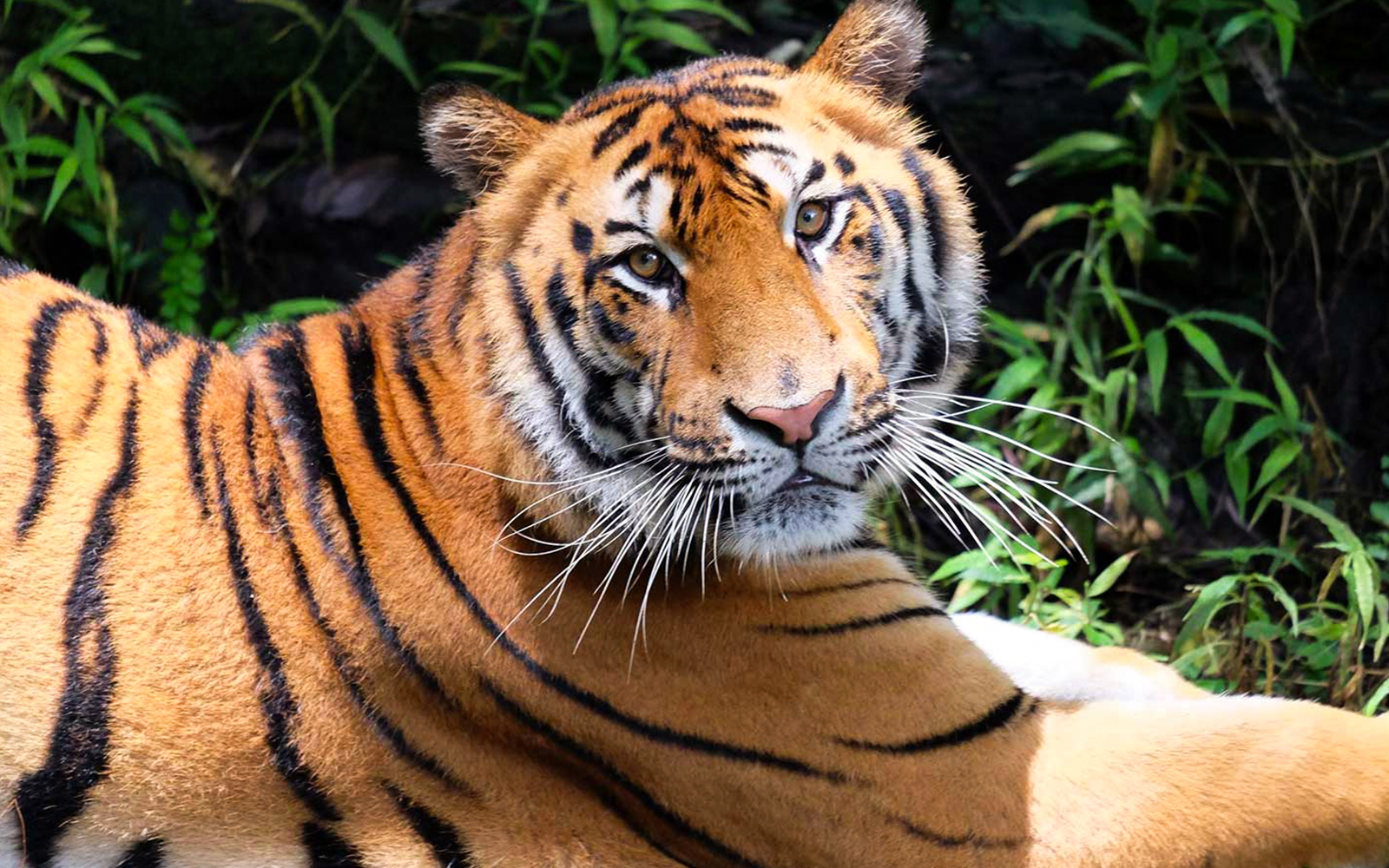 Jungle Hopper Safari Tickets in Bali - Activities | TickYourList