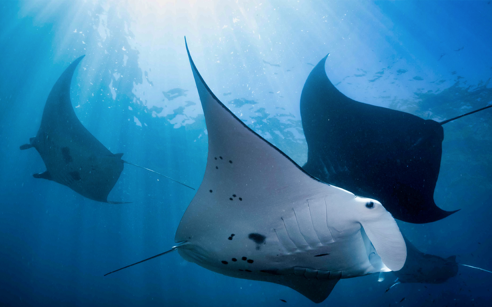 West Nusa Penida & Snorkeling Small Group Tour – Full Day tickets in Bali - Attractions | TickYourList
