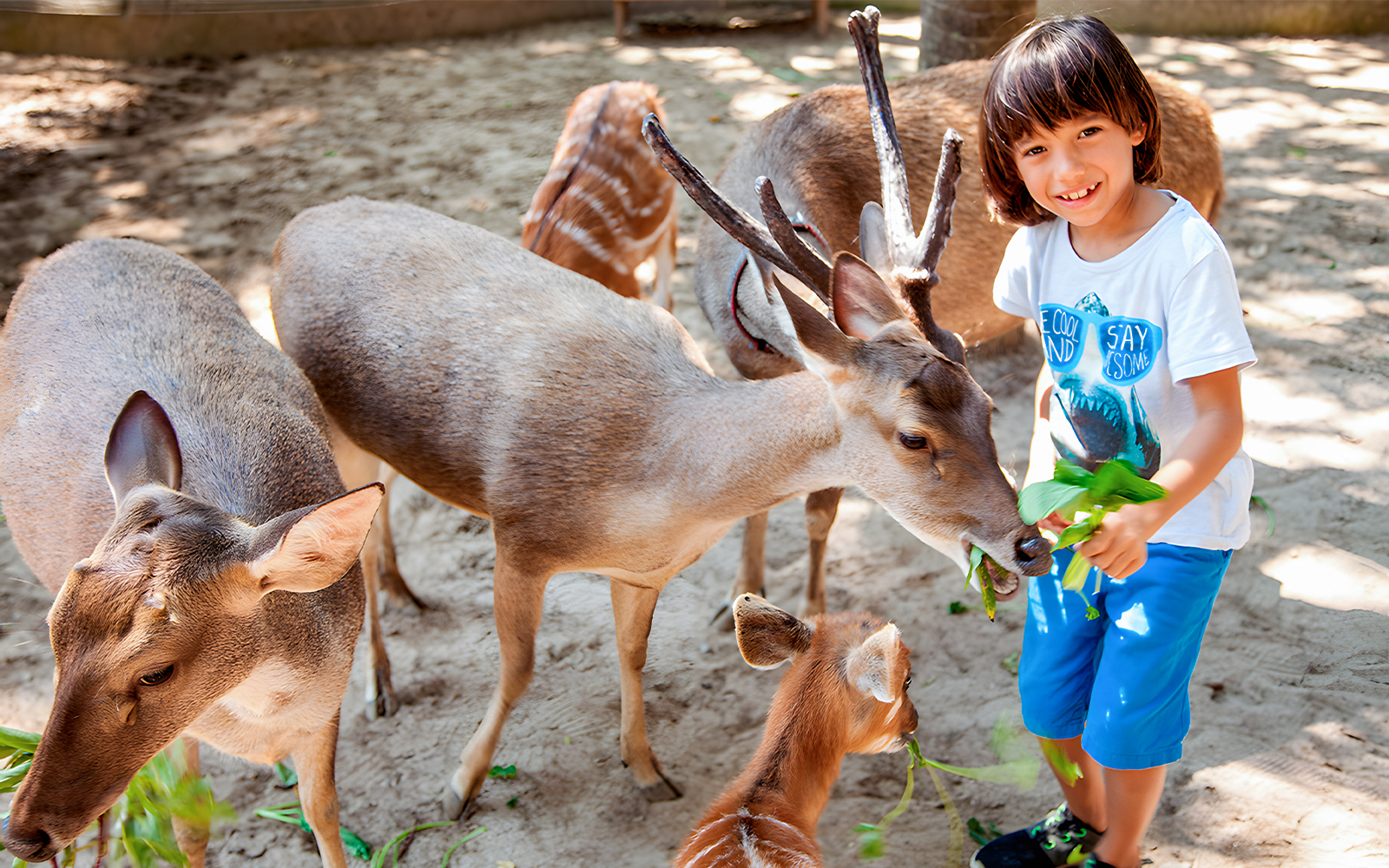 Bali Zoo Tickets with Lunch & Transfers in Bali - Activities | TickYourList