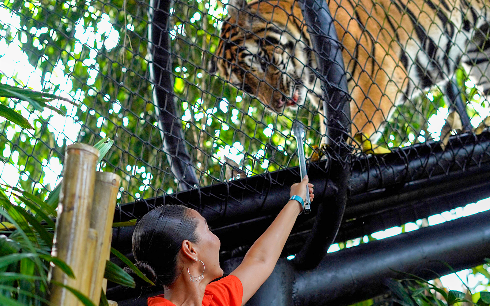Behind Closed Doors at Bali Zoo tickets in Bali - Highlights | TickYourList