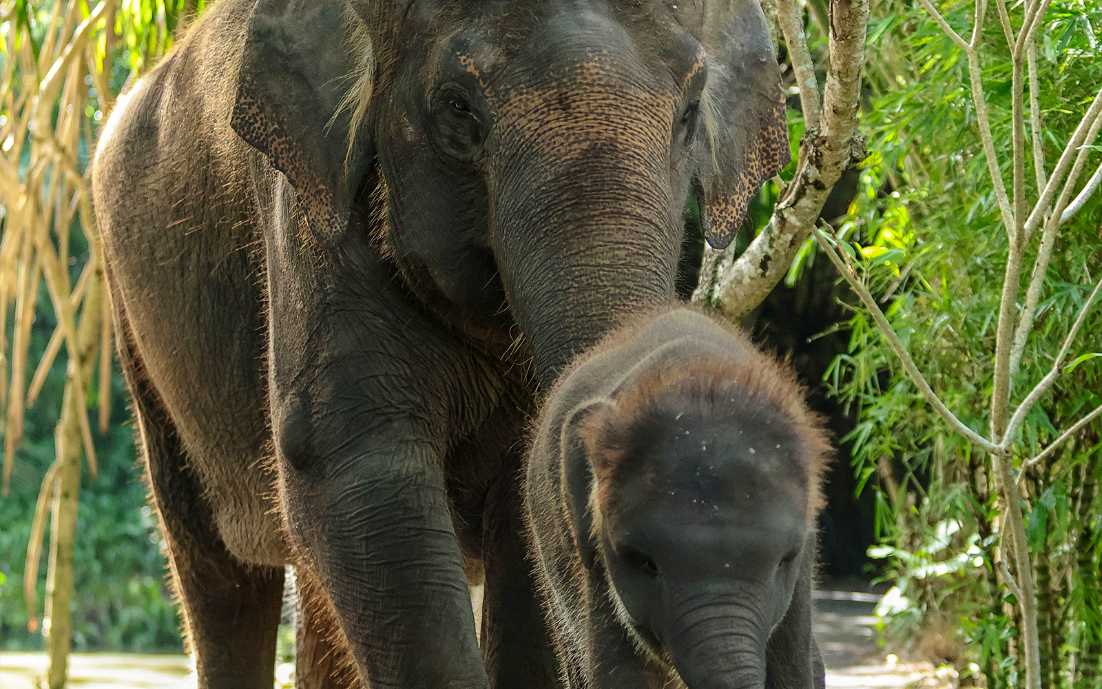 Behind Closed Doors at Bali Zoo tickets in Bali - Full Experience | TickYourList