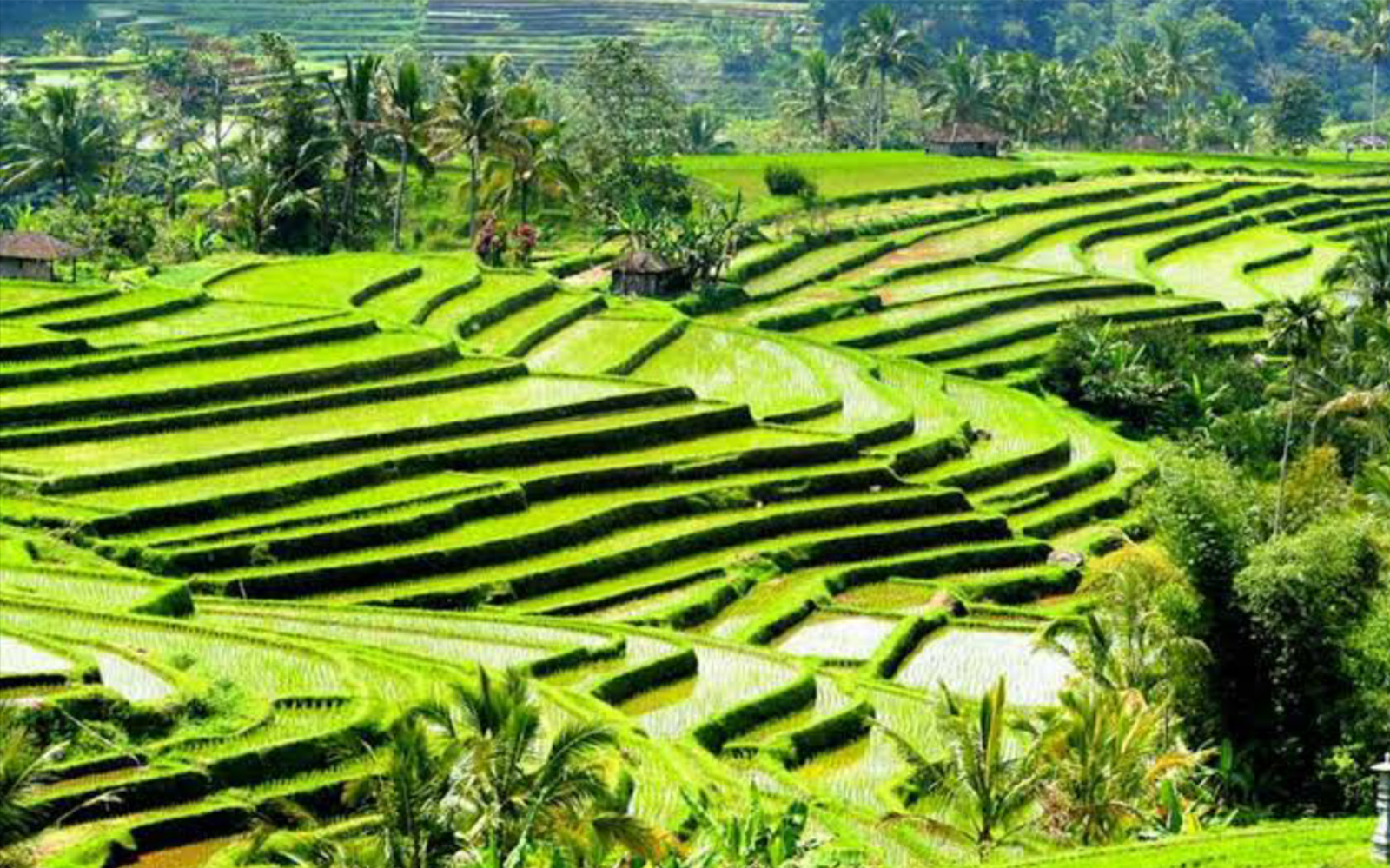 Best Ubud Tour: Monkey forest, Rice Terrace & Waterfall tickets in Bali - Activities | TickYourList