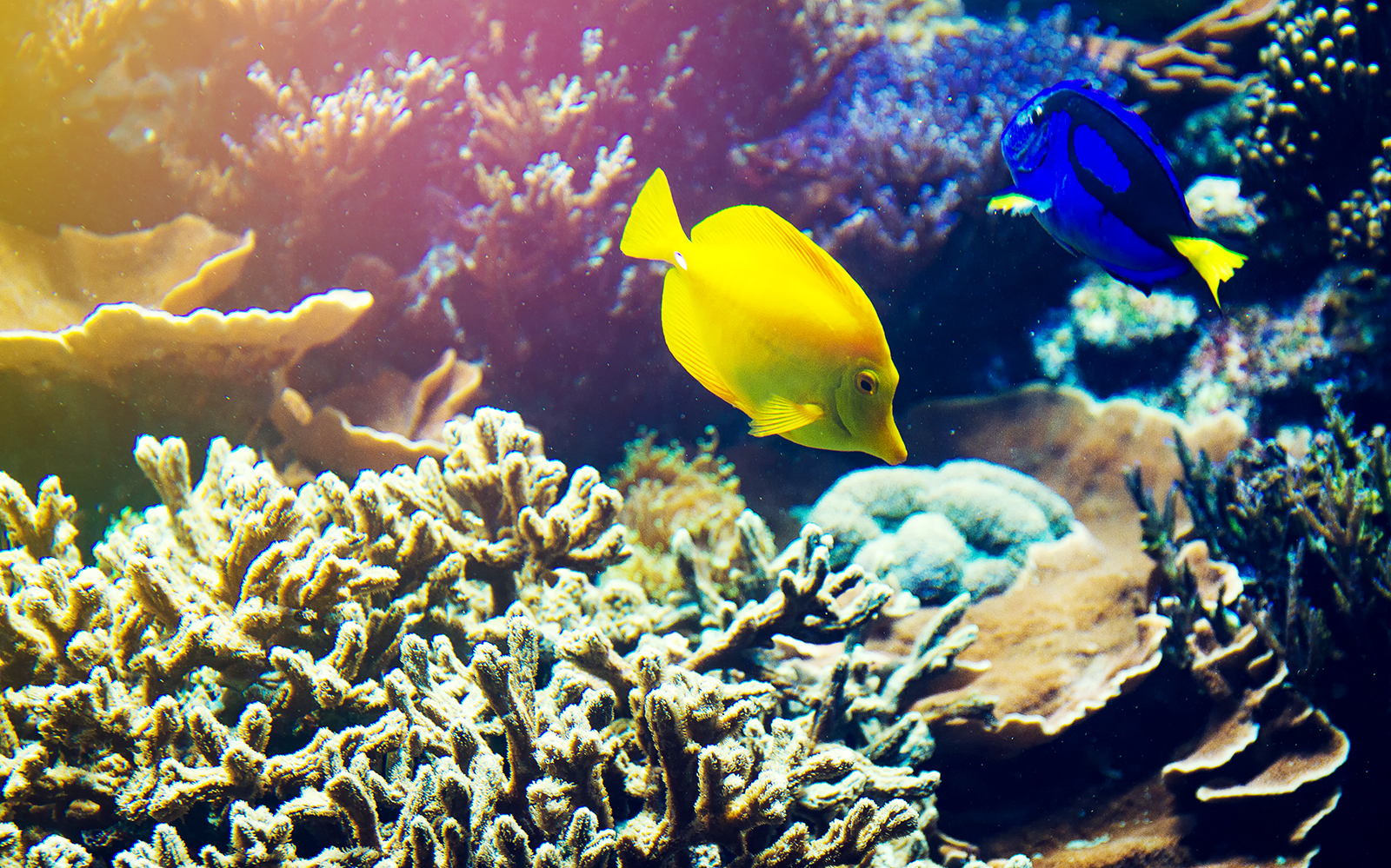 Private Bali Snorkeling Blue Lagoon & Tanjung Jepun tickets in Bali - Attractions | TickYourList