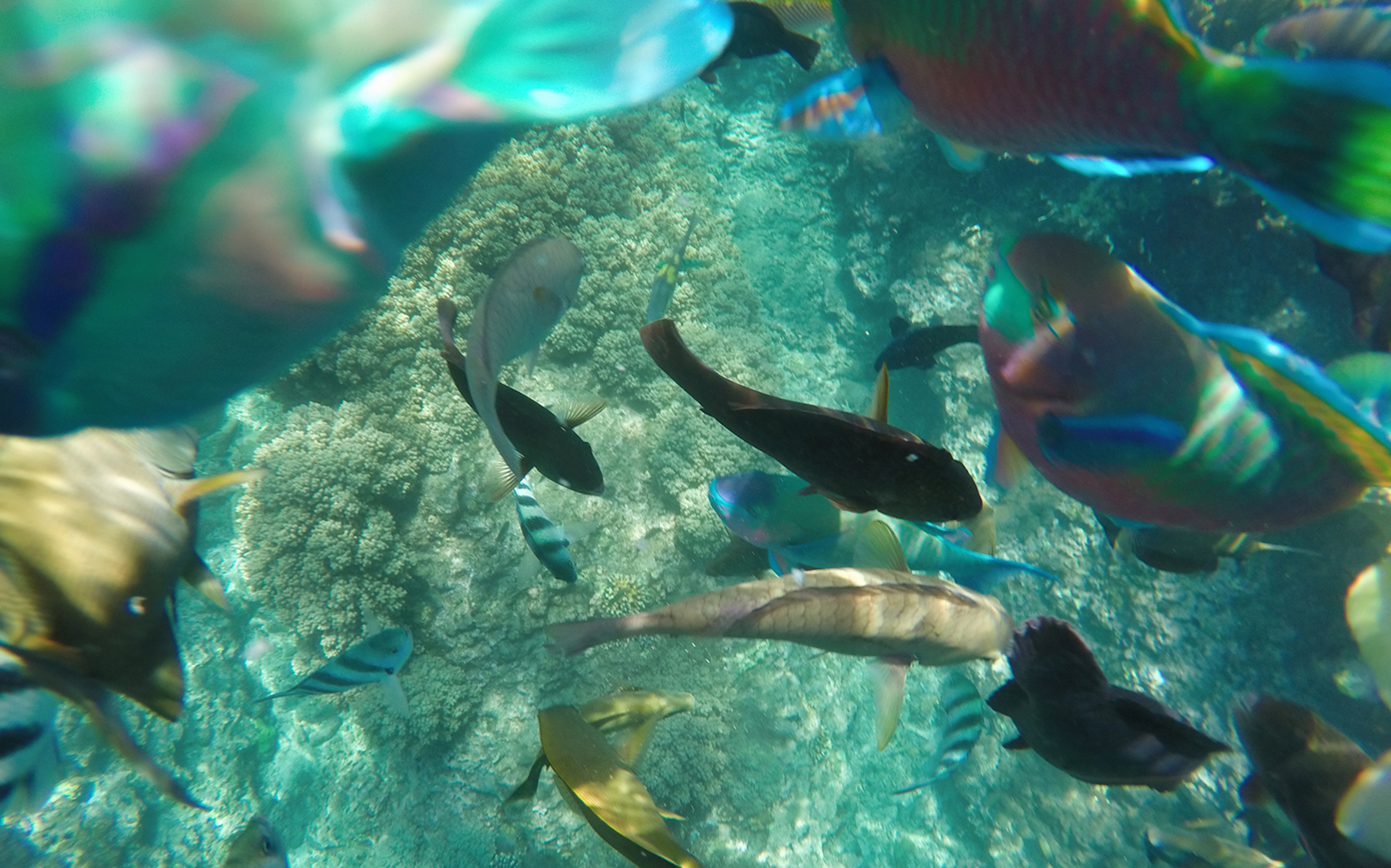 Private Bali Snorkeling Blue Lagoon & Tanjung Jepun tickets in Bali - Features | TickYourList