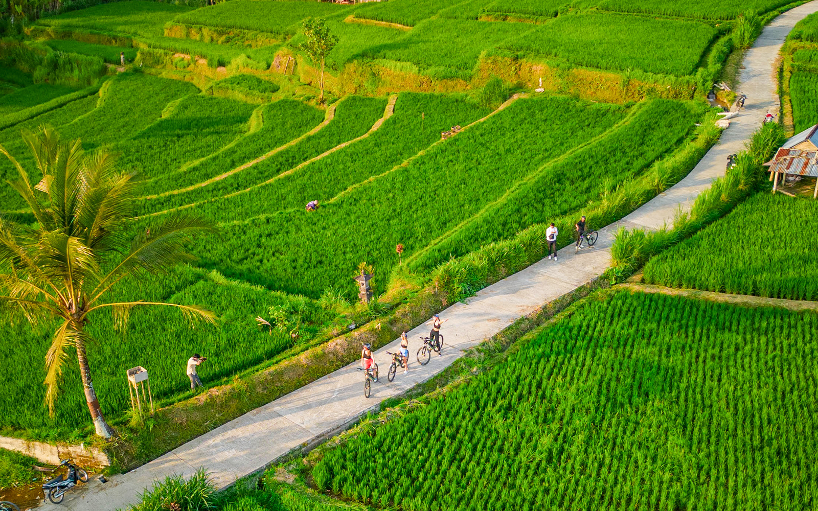 Ubud: ATV Adventure with Sacred Monkey Forest & Tegalalang Rice Terrace tickets in Bali - Highlights | TickYourList