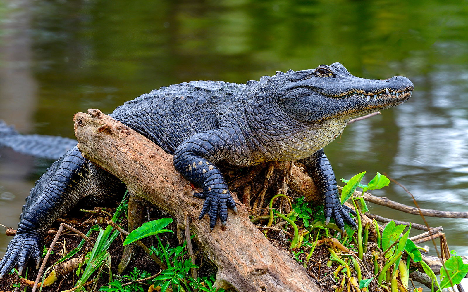 Combo: Kennedy Space Center + Airboat Safari + Round-Trip Transportation tickets in Orlando - Features | TickYourList