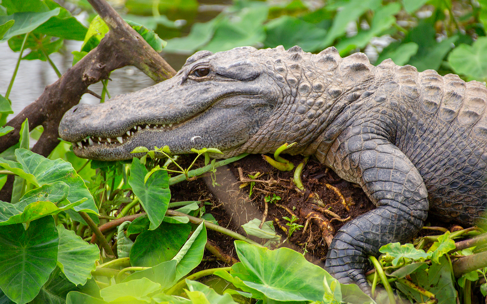 Gatorland Skip-the-Line Tickets in Orlando - Activities | TickYourList