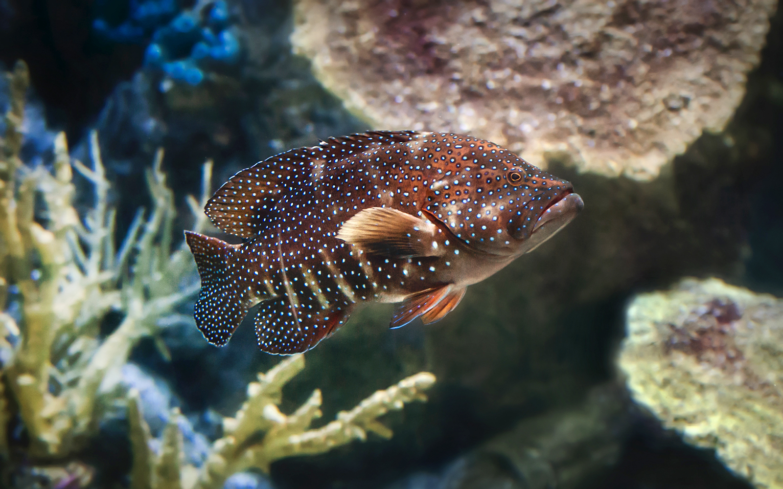 Combo (Save 10%): Aquarium of the Pacific Skip-the-Line Tickets + Warner Bros. Studio Tour Hollywood in Los Angeles - Activities | TickYourList