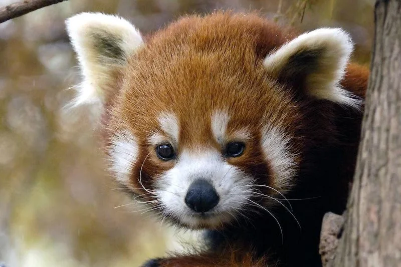 Vibrant red pandas at Central Park Zoo, NYC