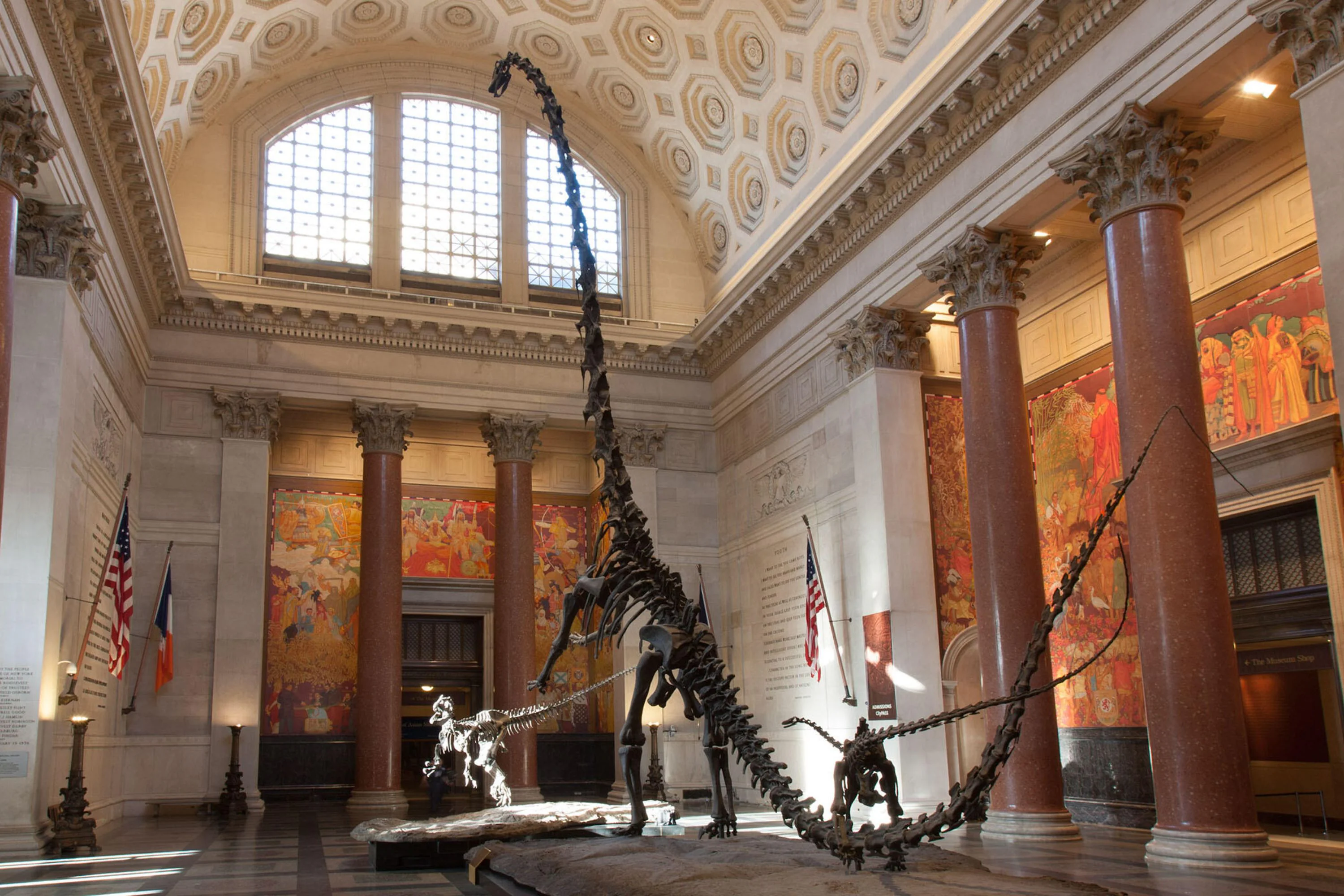 Barosaurus skeleton at American Museum of Natural History, New York