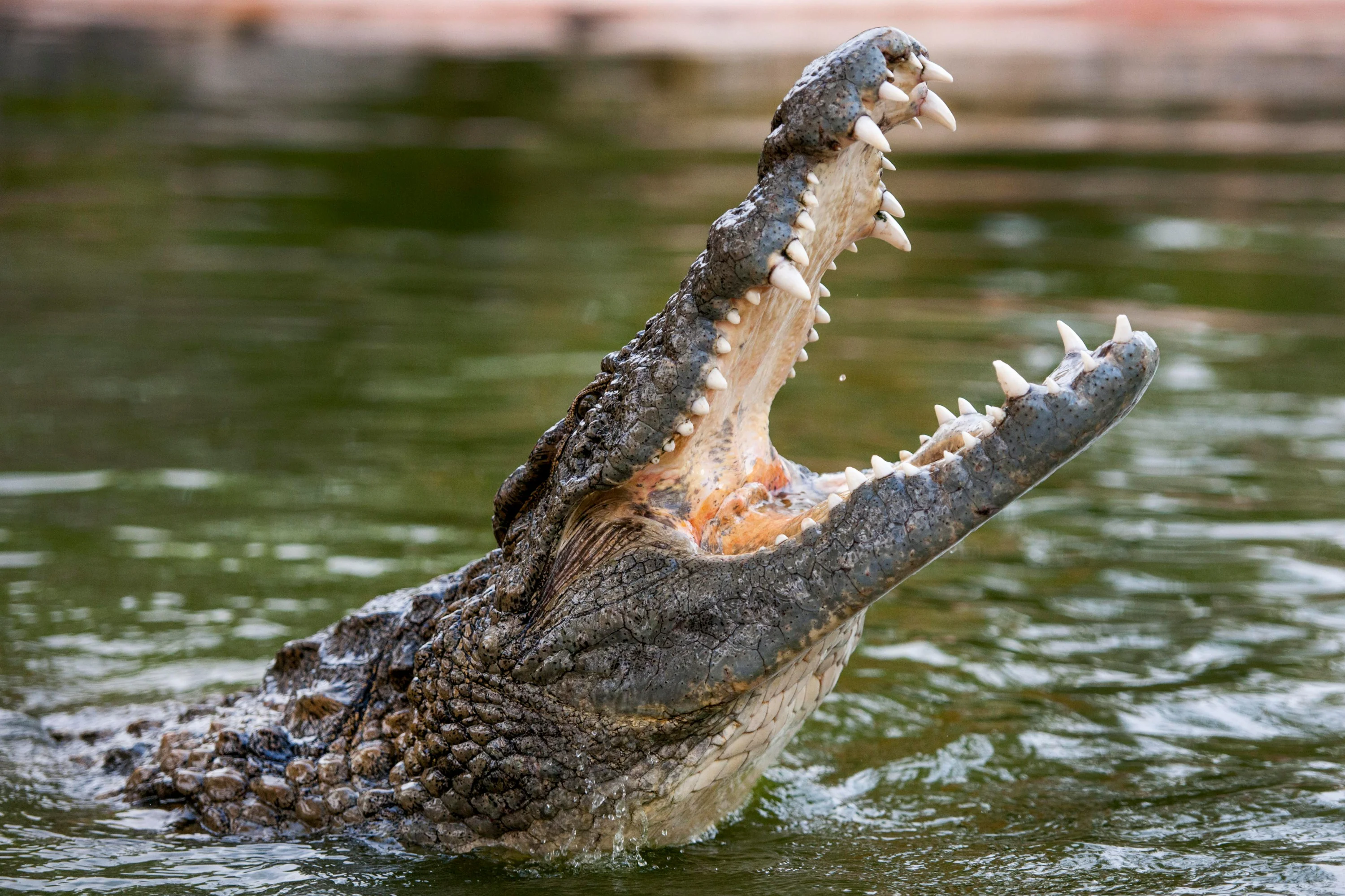 Family visiting Dubai Crocodile Park in UAE