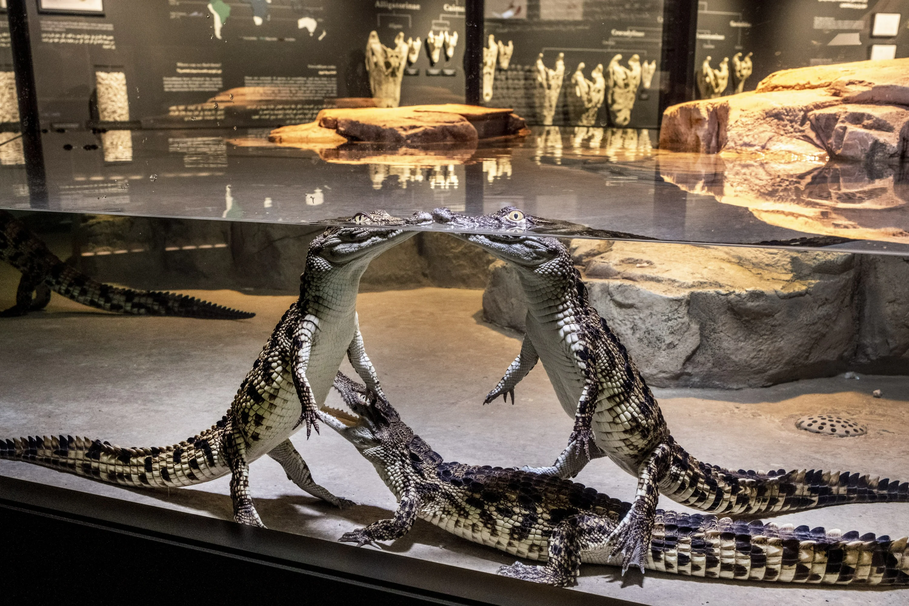 Dubai Crocodile Park ticket for wildlife adventure