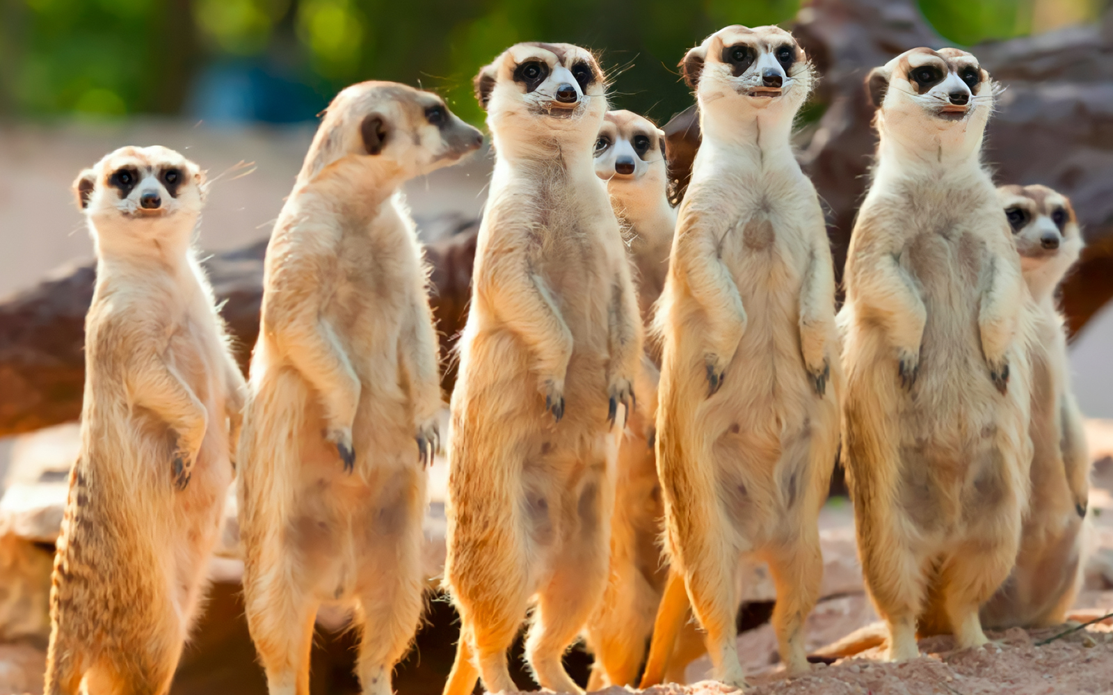 Entry Tickets to Kuala Lumpur Tower Mini Zoo in Kuala Lumpur - Highlights | TickYourList