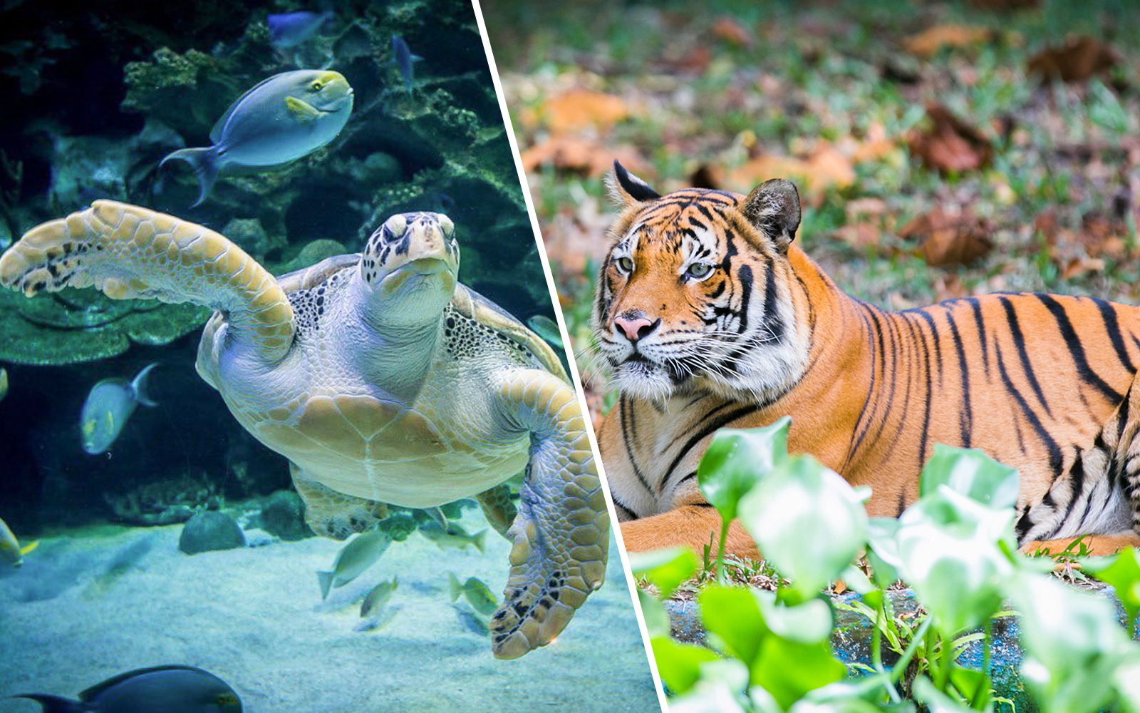 Combo (Save 7%): Aquaria KLCC + Zoo Negara & Panda Conservation Centre Tickets
