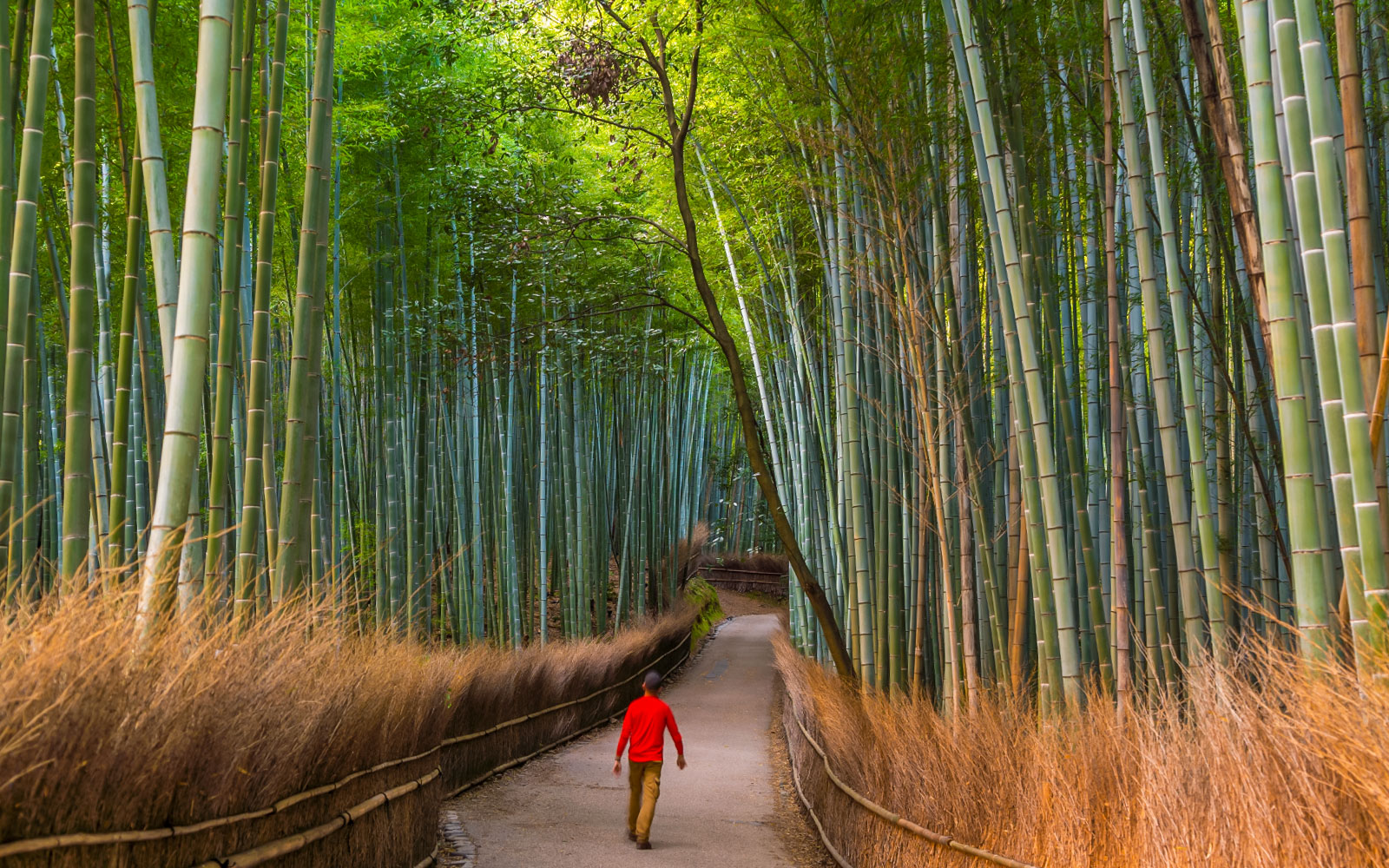 From Osaka: Arashiyama & Bamboo Grove Tour tickets in Kyoto - Features | TickYourList