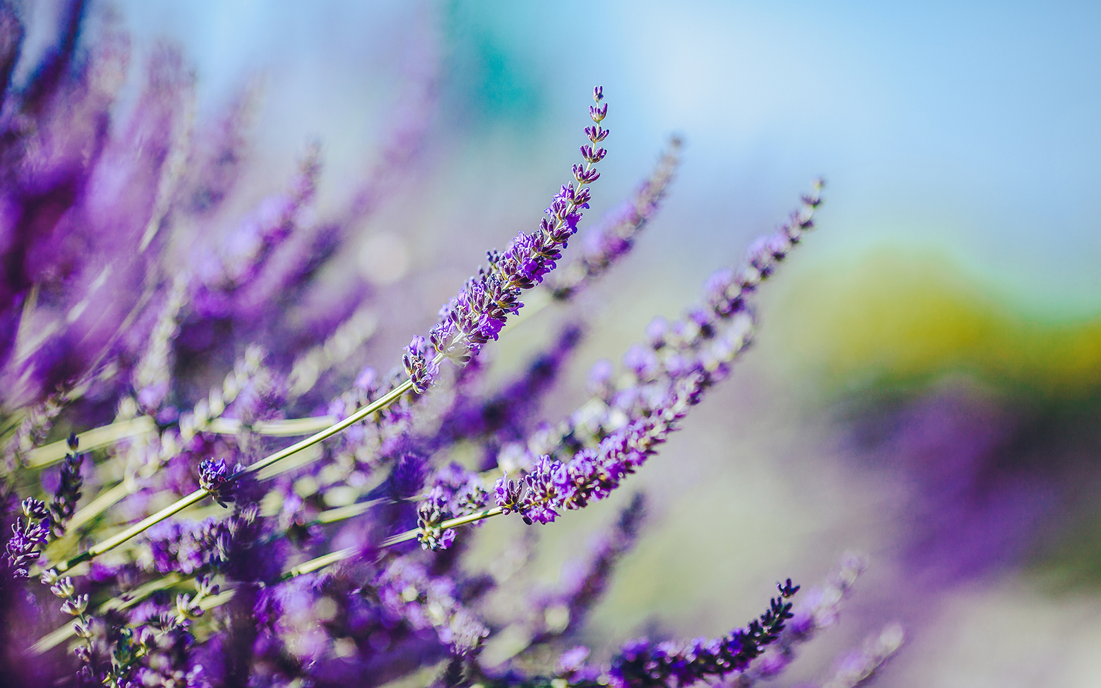 From Hobart: Port Arthur & Lavender Farm Guided Tour tickets in Hobart - Features | TickYourList