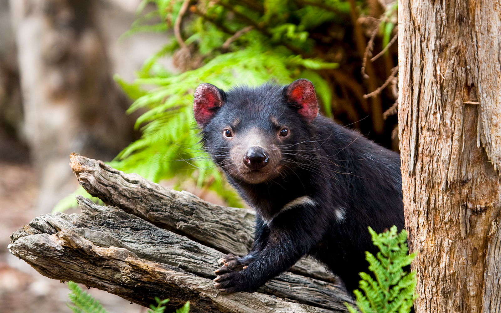 From Hobart: Port Arthur & Tasmanian Devils Guided Tour tickets in Hobart - Highlights | TickYourList