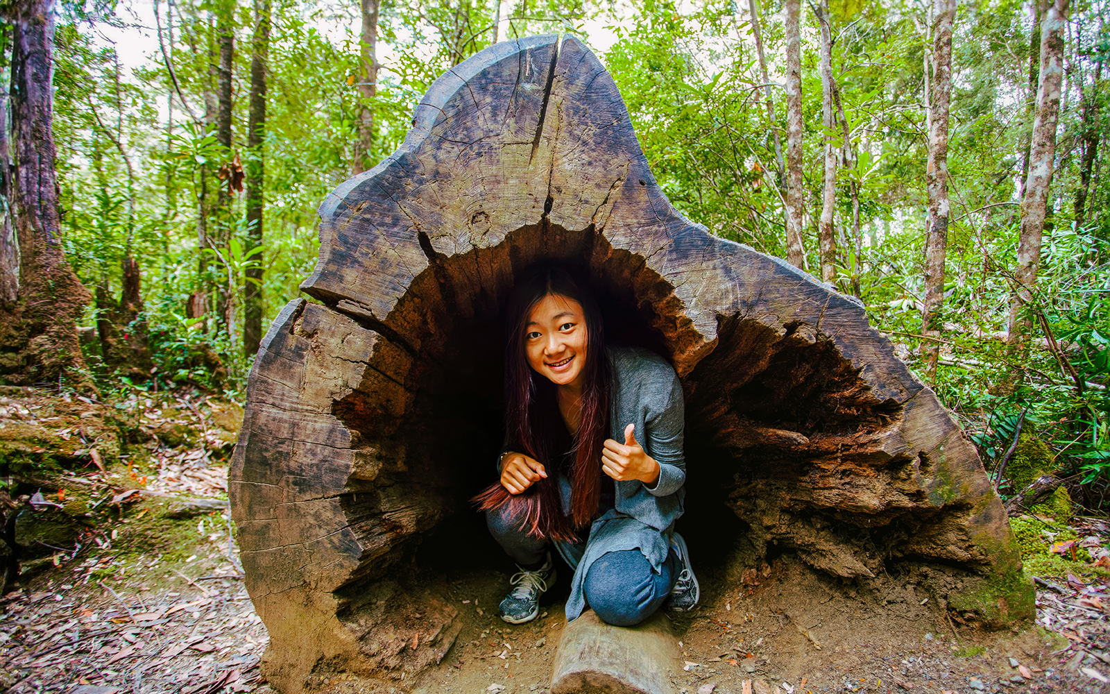 Full-Day Guided Tour of Tahune Airwalk & Hastings Caves tickets in Hobart - Attractions | TickYourList