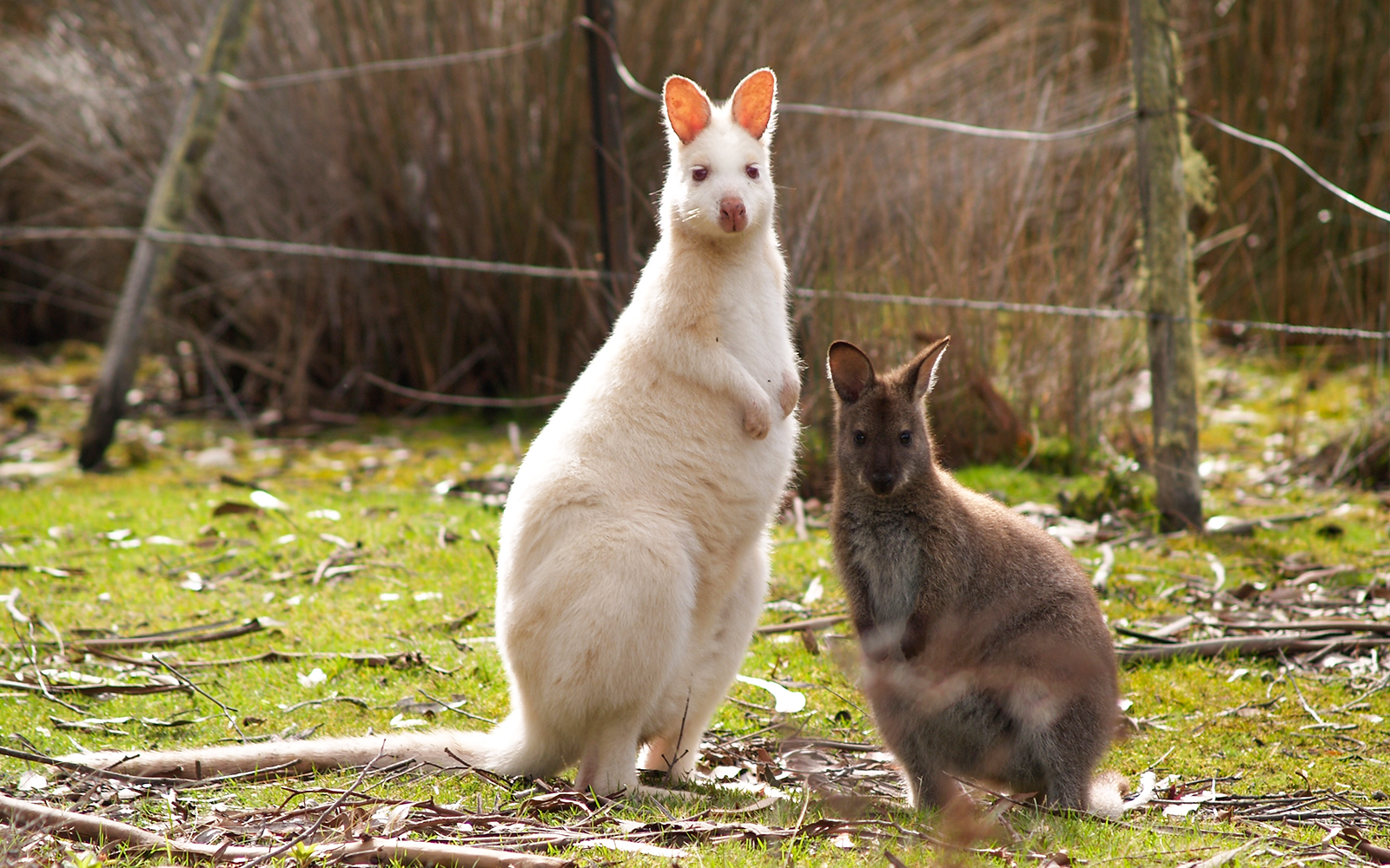 [tickyourlist Exclusive 10% Off] From Hobart: Bruny Island Full-Day Guided Tour + Lighthouse, Lunch & Local Tastings tickets in Hobart - Highlights | TickYourList