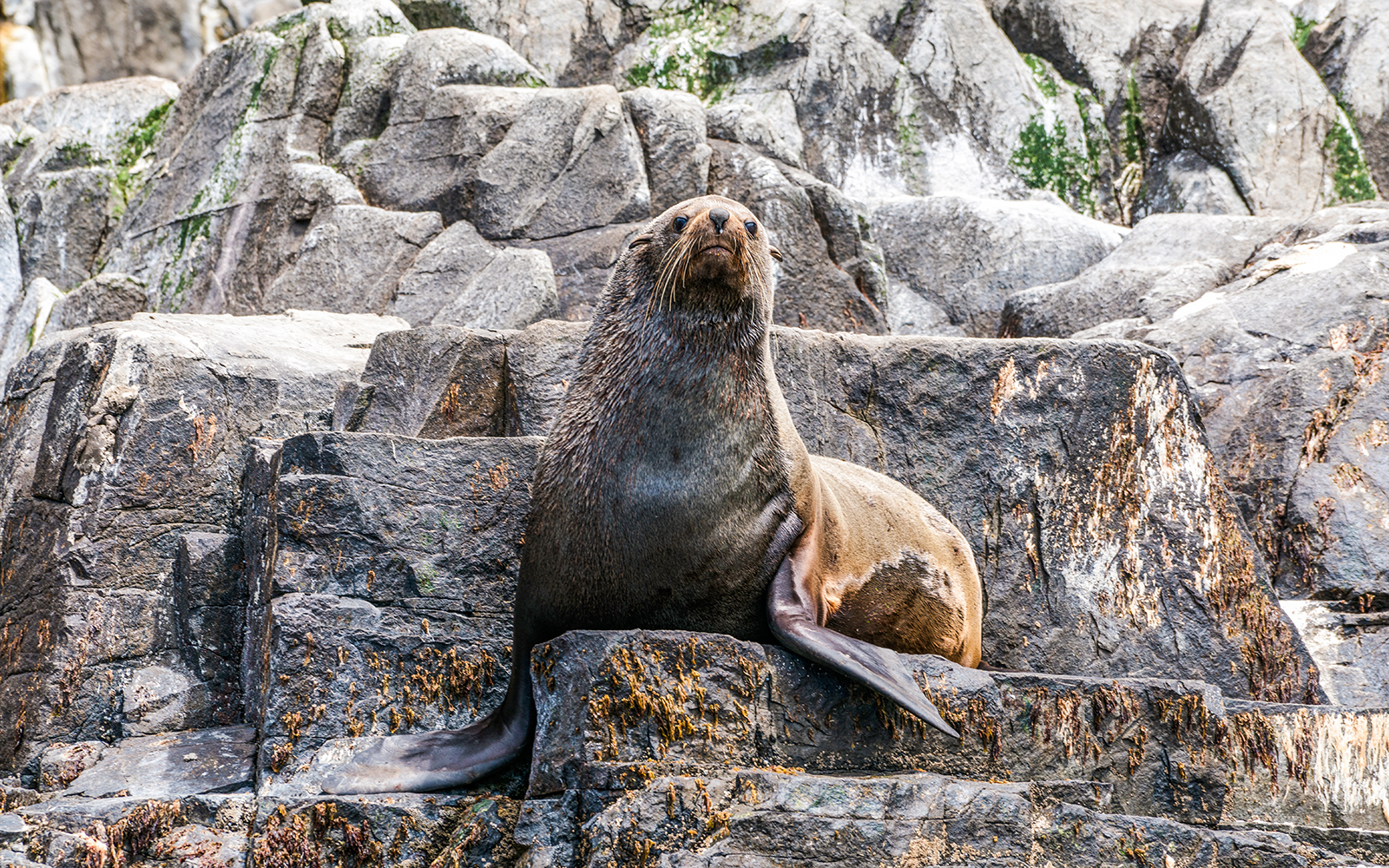 Cape Raoul Wilderness Cruise from Port Arthur tickets in Hobart - Highlights | TickYourList