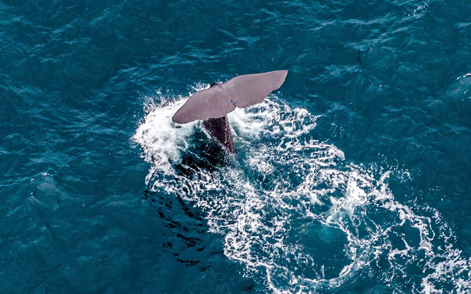 Kaikoura Whale-Watching Flight Experience tickets in Kaikoura - Activities | TickYourList