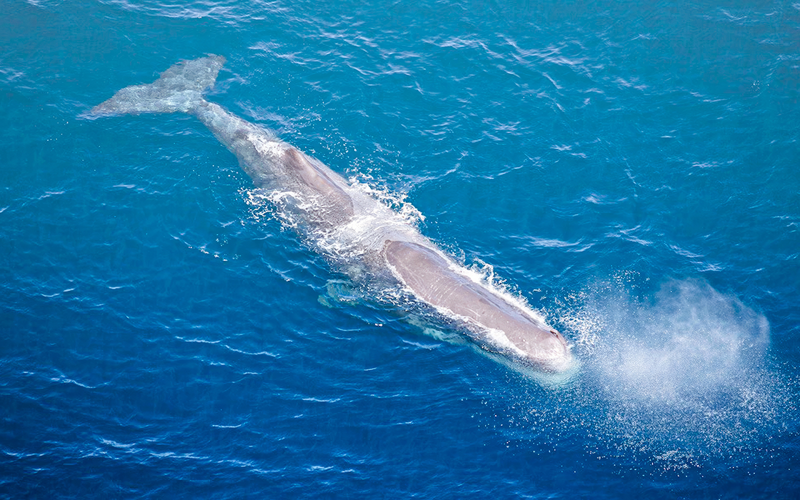 Kaikoura Whale-Watching Flight Experience tickets in Kaikoura - Features | TickYourList