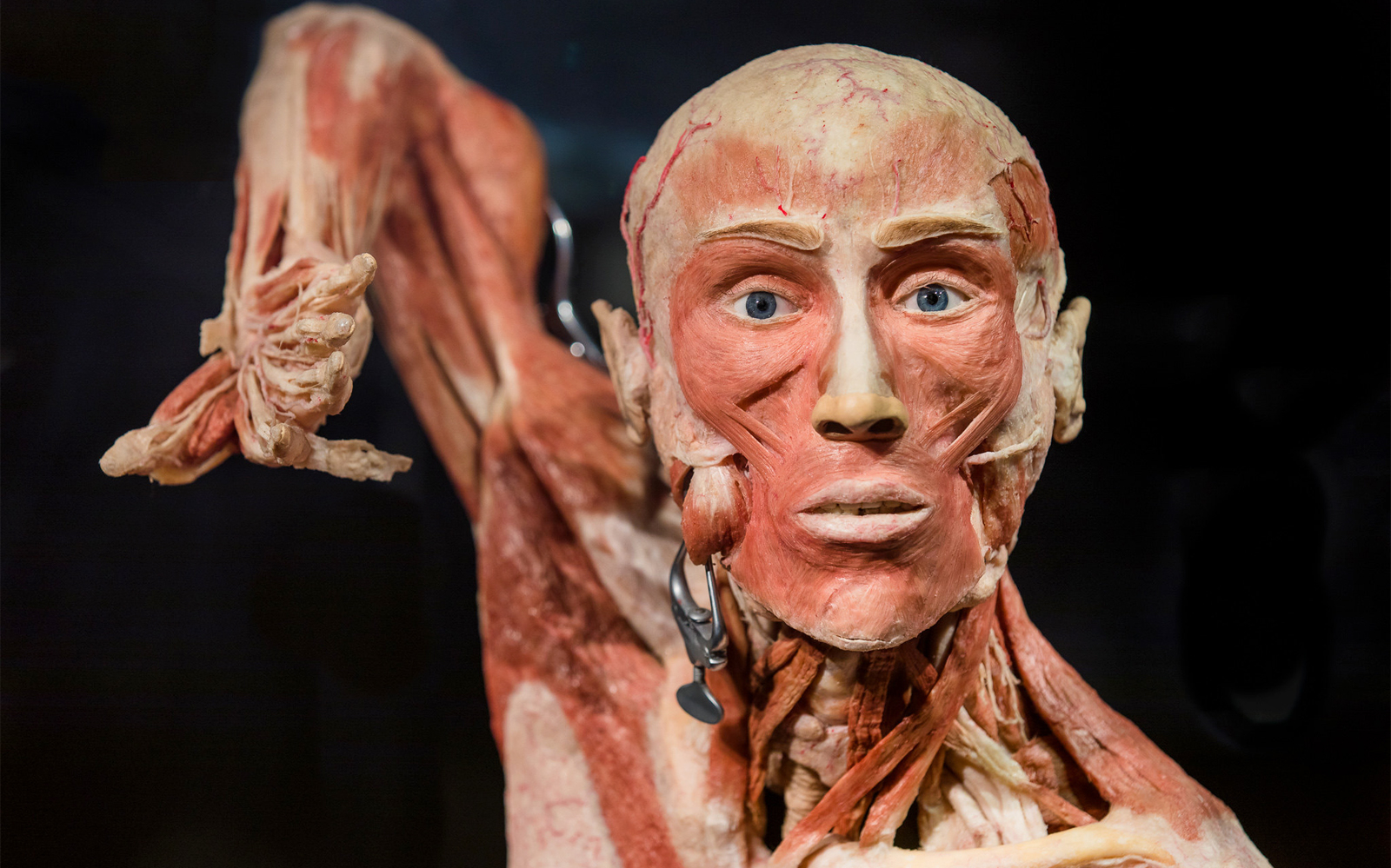 Body Worlds Amsterdam: The Happiness Project Skip-the-Line Tickets experience in Amsterdam | TickYourList