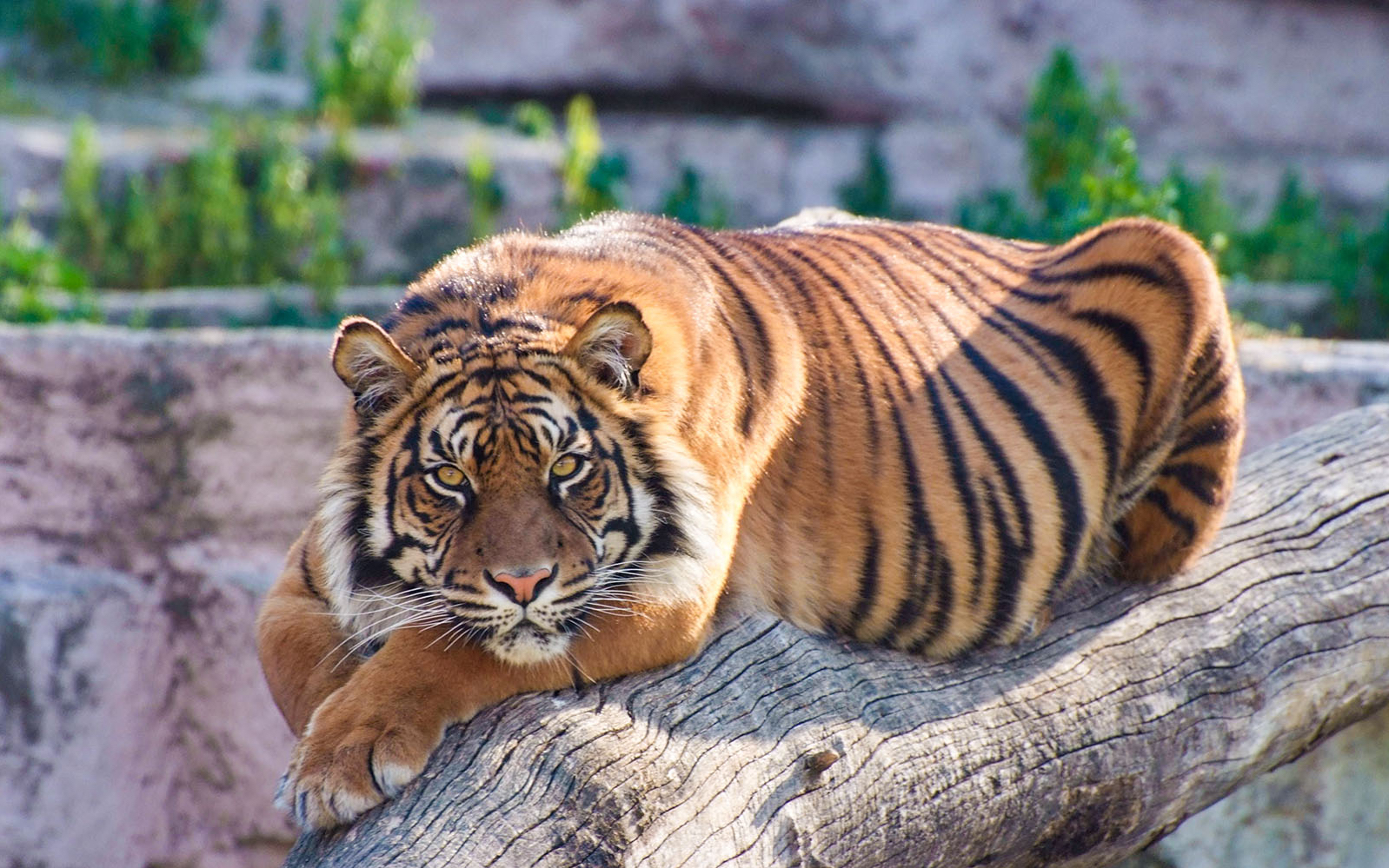 Tickets to Barcelona Zoo