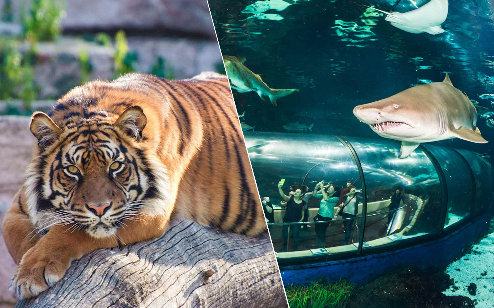 Combo (Save 5%): Barcelona Zoo + Aquarium Barcelona Tickets experience in Barcelona | TickYourList