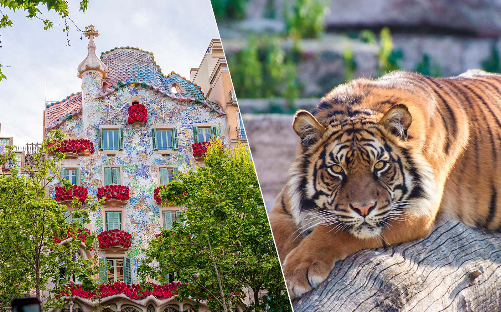 Combo (Save 5%) : Casa Batlló + Barcelona Zoo Tickets experience in Barcelona | TickYourList