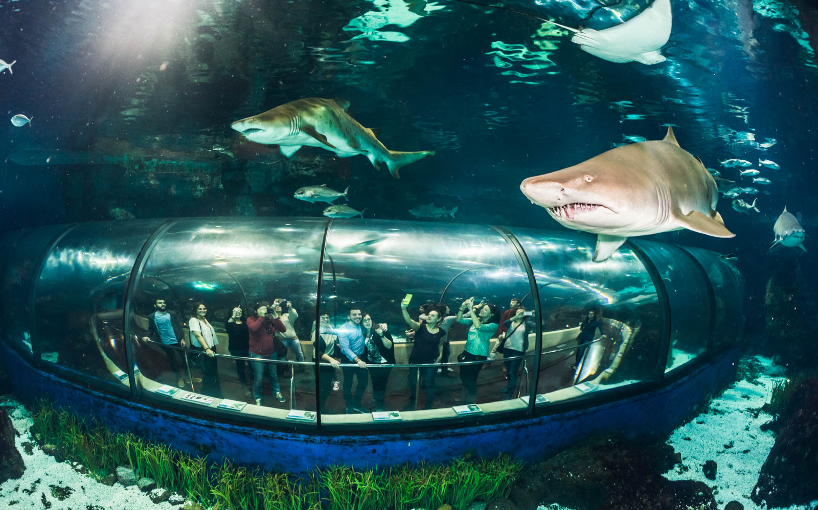 Combo (Save 5%): Barcelona Aquarium Skip-the-Line Tickets + Las Golondrinas Boat Trip