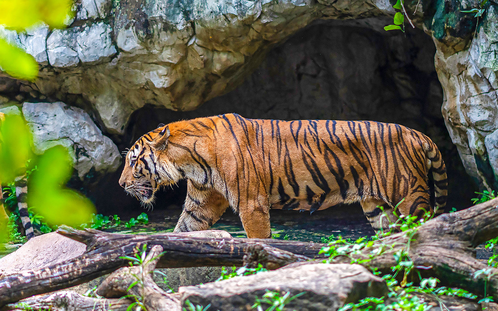 Safari World Tickets with Transfers in Bangkok - Attractions | TickYourList