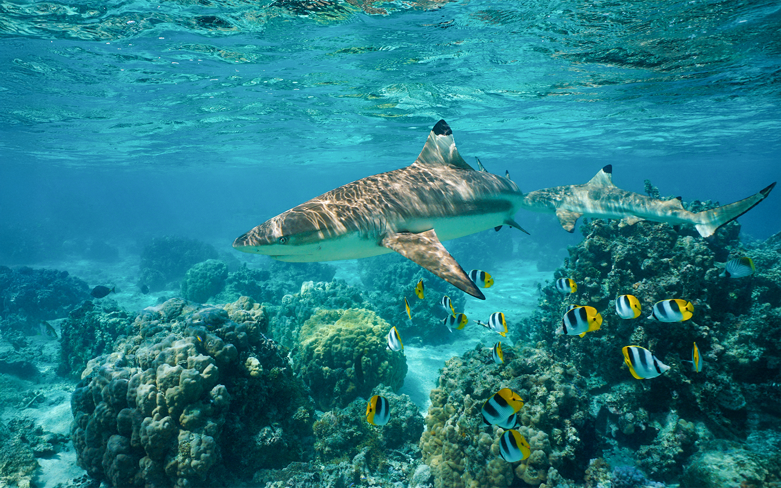 From Phi Phi: Maya Bay & Bamboo Island Tour by Speedboat tickets in Krabi - Activities | TickYourList