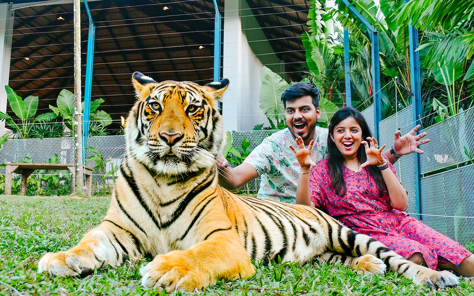 Tiger Park Tickets in Phuket - Activities | TickYourList