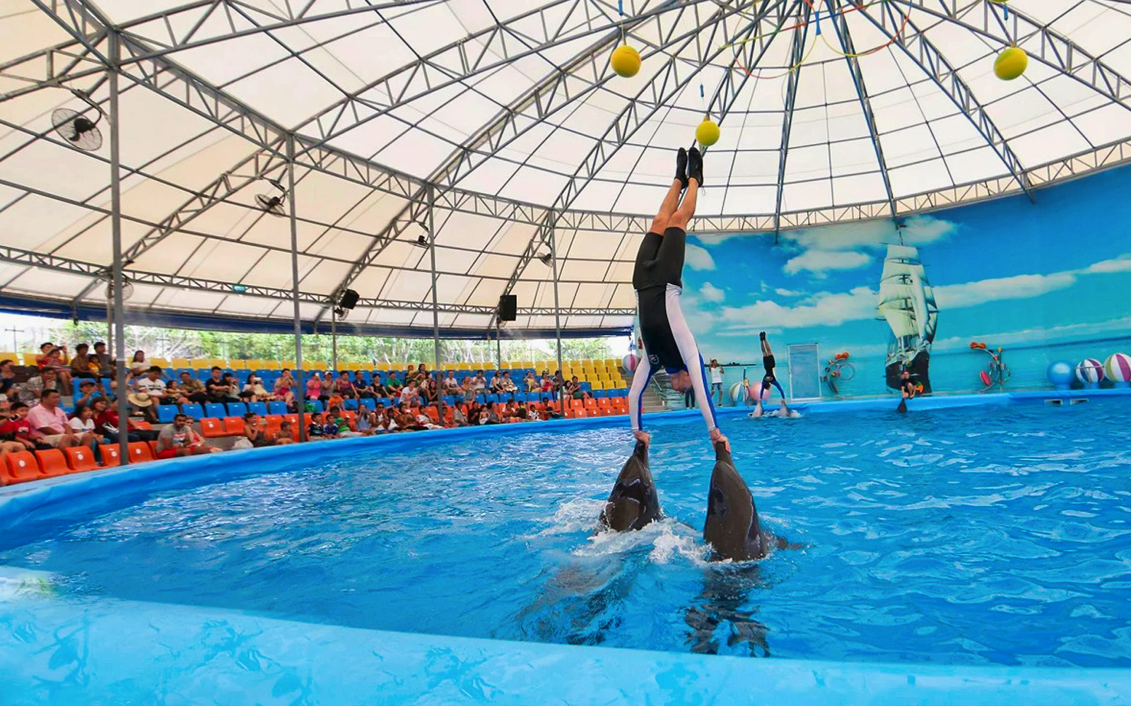 Phuket Dolphin Show Tickets: Foreigners in Phuket - Attractions | TickYourList