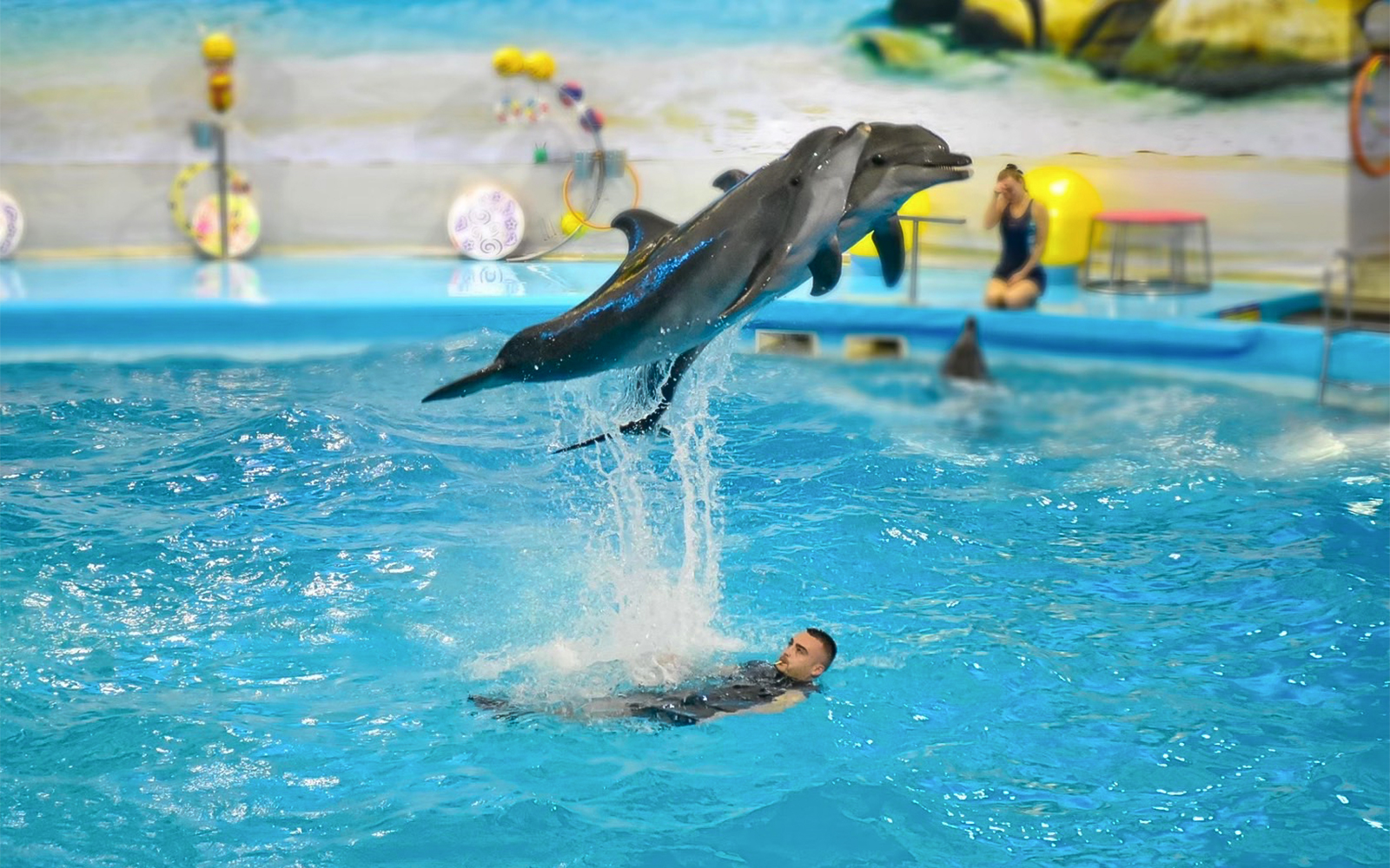 Phuket Dolphin Show Tickets: Foreigners in Phuket - Highlights | TickYourList