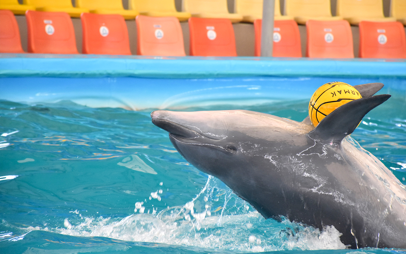 Phuket Dolphin Show Tickets: Foreigners in Phuket - Features | TickYourList