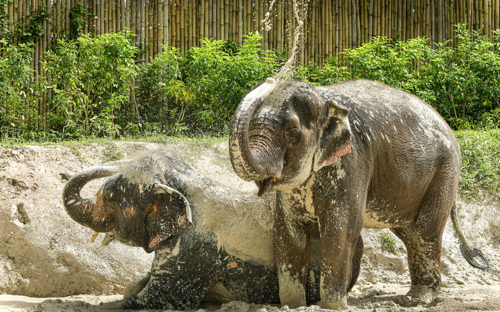 Half Day Tour with Elephant Feed and Mud Spa with Hotel Transfers tickets in Phuket - Highlights | TickYourList