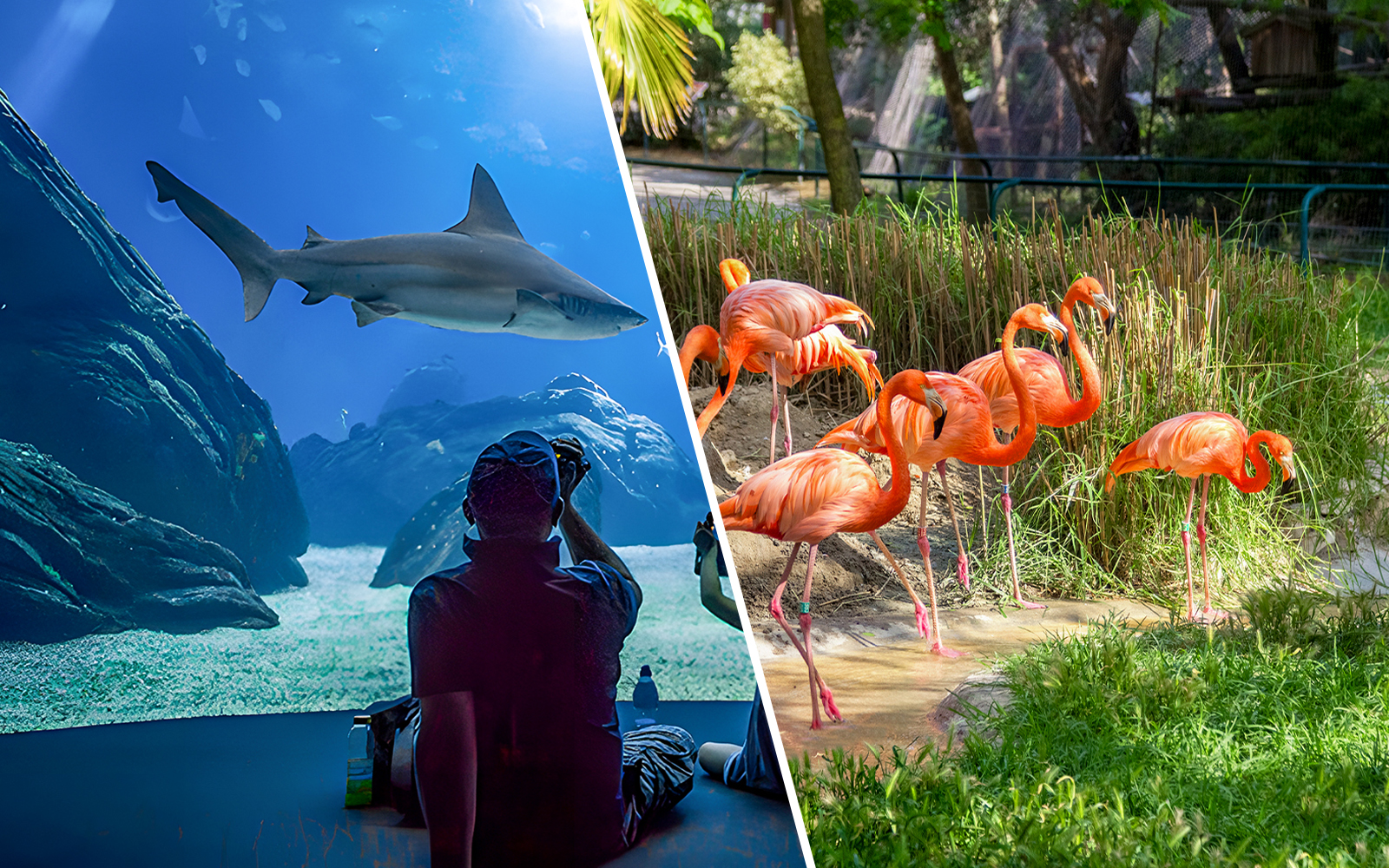 Combo (Save 14%): Lisbon Zoo + Oceanário de Lisboa experience tickets in Lisbon | TickYourList