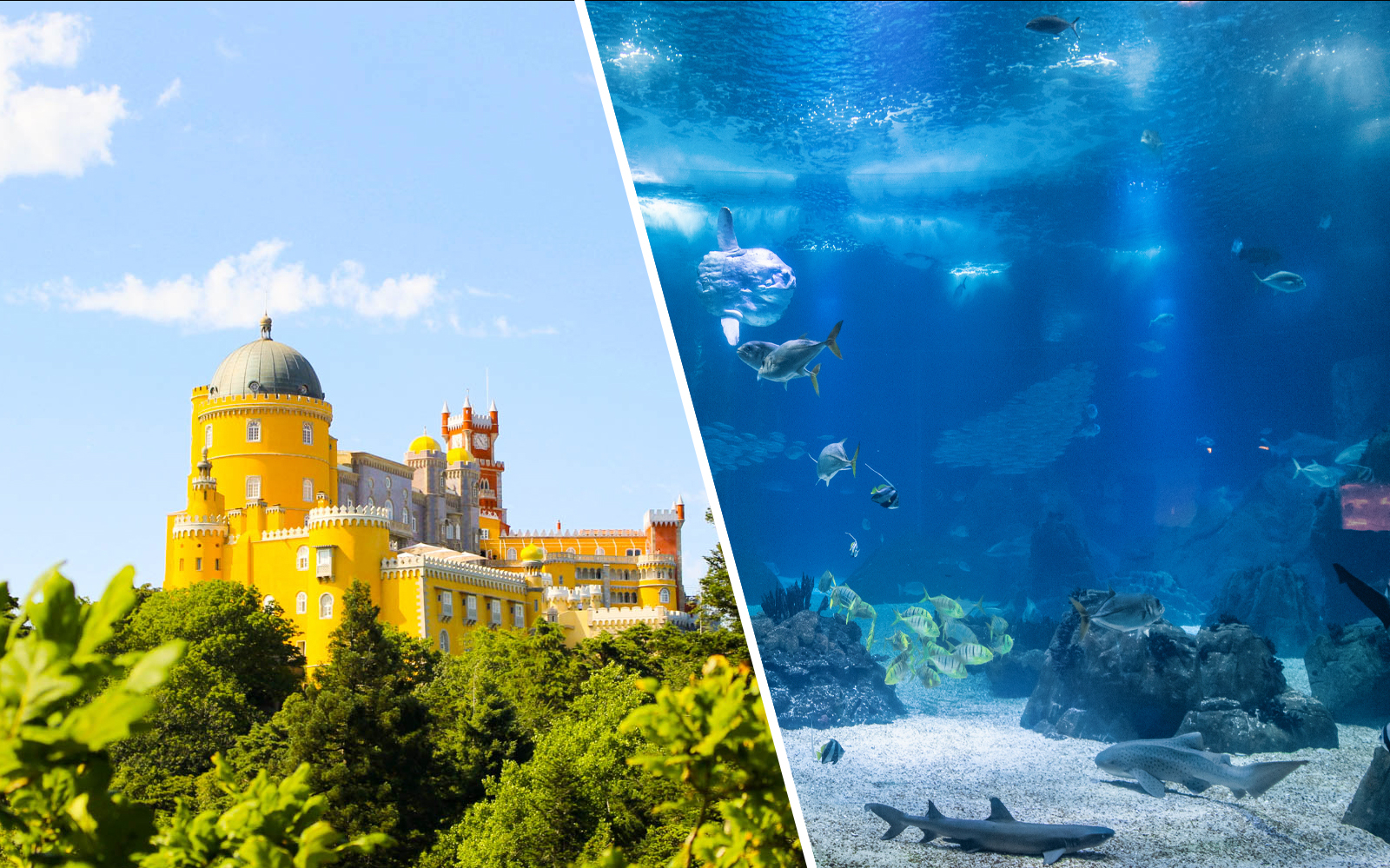 Combo (Save 20%): Lisboa's Oceanário + National Palace of Pena & Park Tickets experience in Lisbon | TickYourList