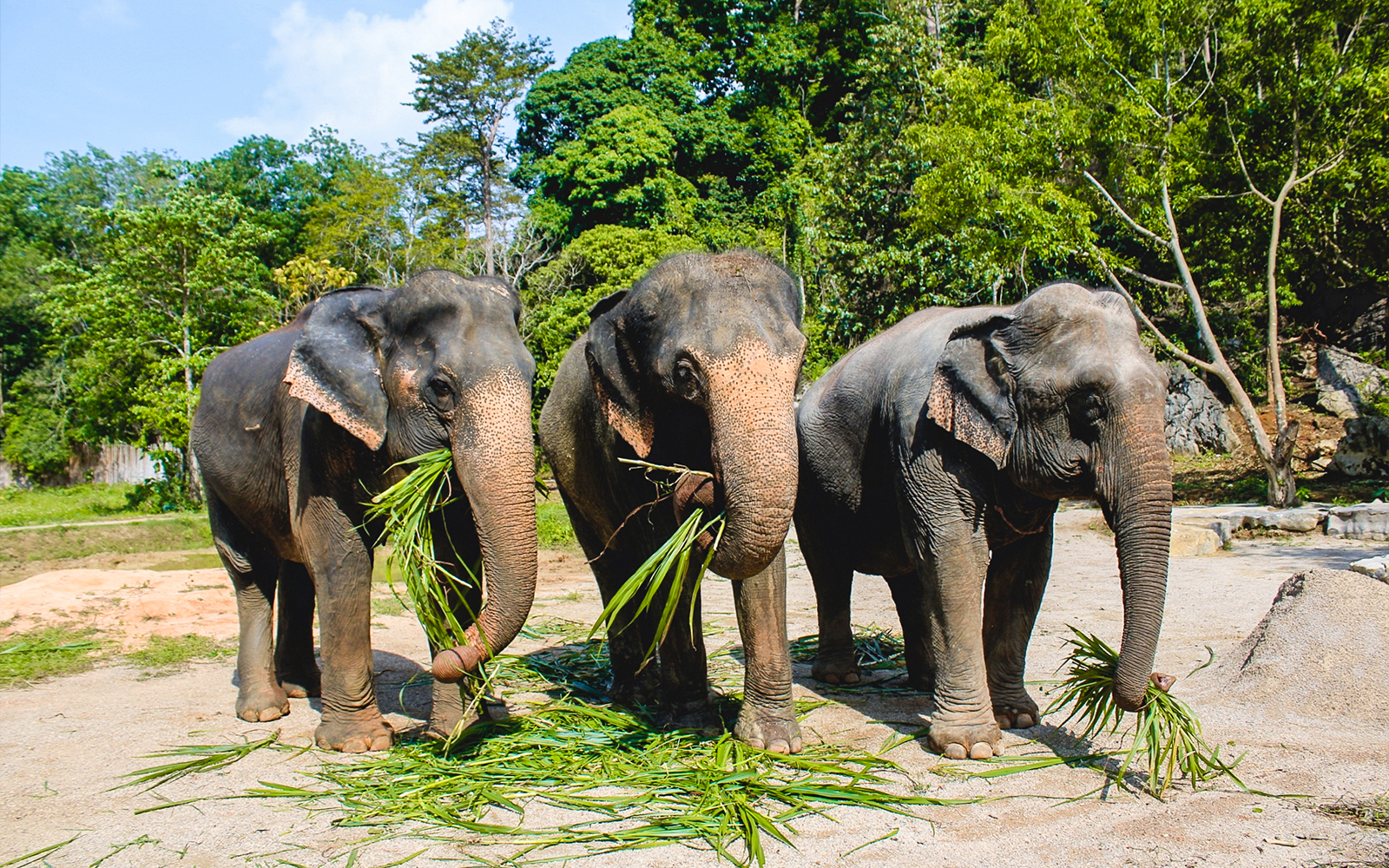 Ao Nang Elephant Sanctuary Half-Day Guided Tour with Hotel Transfers tickets in Krabi - Attractions | TickYourList