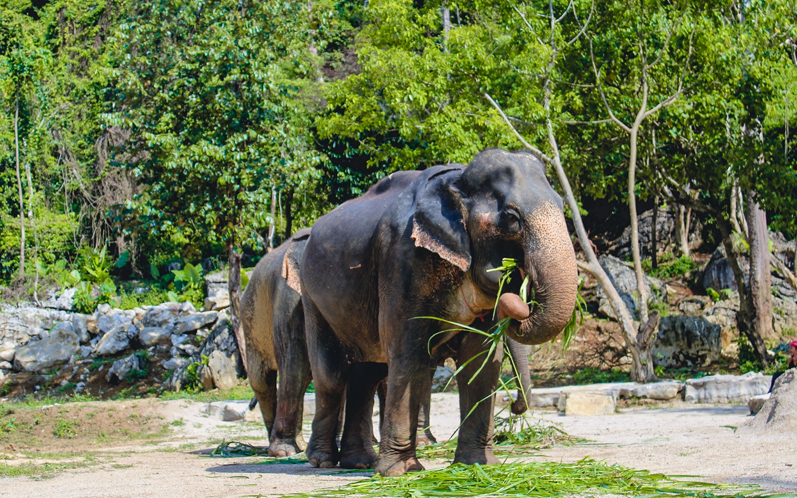 Ao Nang Elephant Sanctuary Half-Day Guided Tour with Hotel Transfers tickets in Krabi - Activities | TickYourList